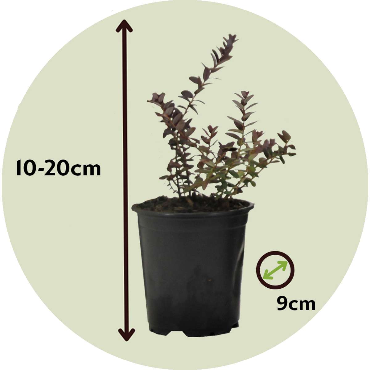 Florastore Preiselbeere - 3 Stk - Vaccinium Macrocarpon 'Cranberry' - Höhe 10-20Cm - ⌀9Cm