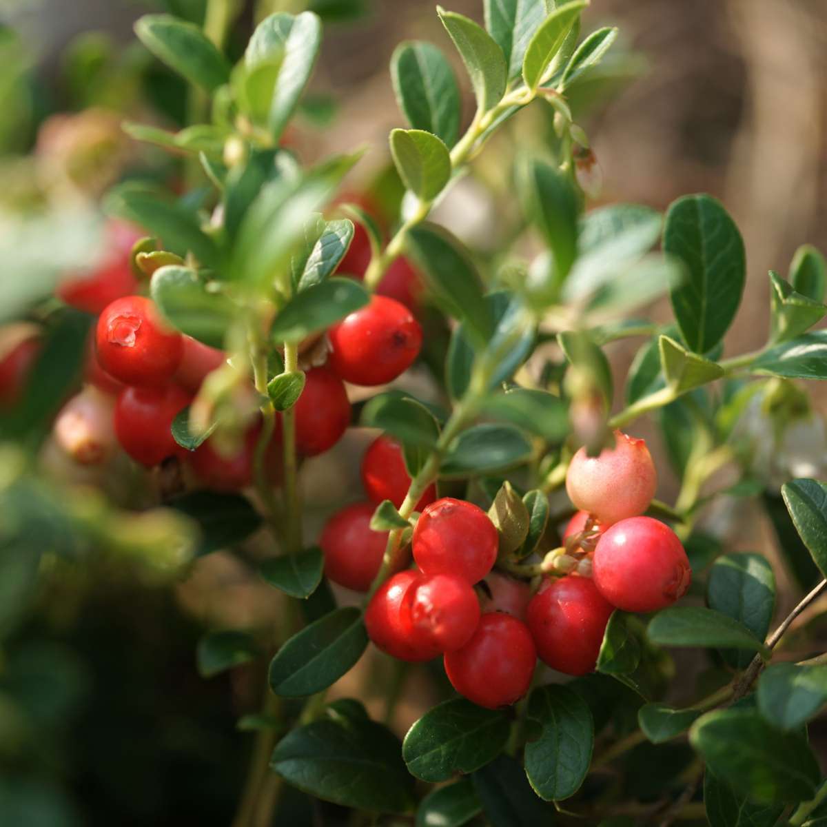 Florastore Preiselbeere - 3 Stk - Vaccinium Macrocarpon 'Cranberry' - Höhe 10-20Cm - ⌀9Cm