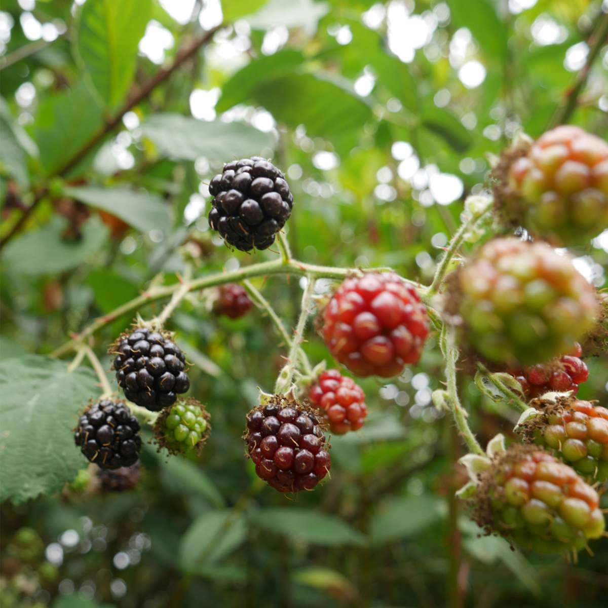 Florastore Brombeerpflanzen - 2 Stk - Rubus Fruticosus 'Thornfree' - Höhe 50-60Cm - ⌀15Cm