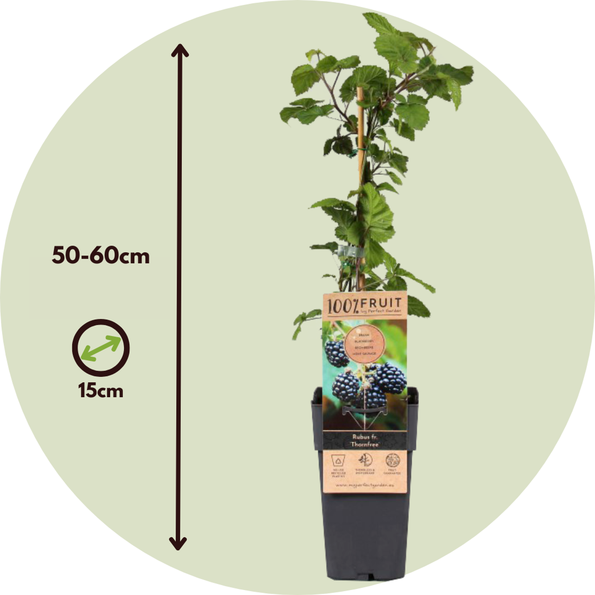 Florastore Brombeerpflanzen - 2 Stk - Rubus Fruticosus 'Thornfree' - Höhe 50-60Cm - ⌀15Cm