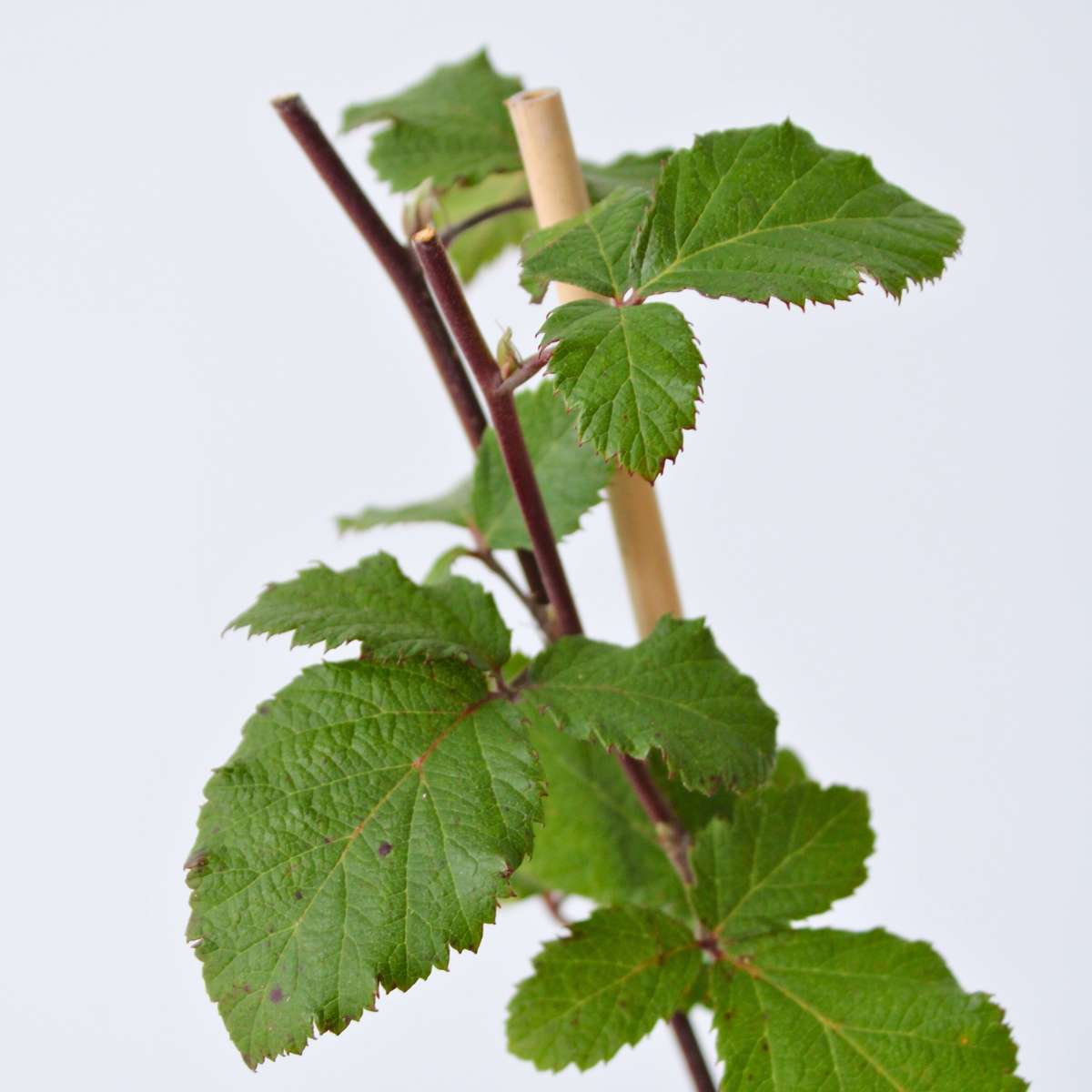 Florastore Brombeerpflanzen - 2 Stk - Rubus Fruticosus 'Thornfree' - Höhe 50-60Cm - ⌀15Cm