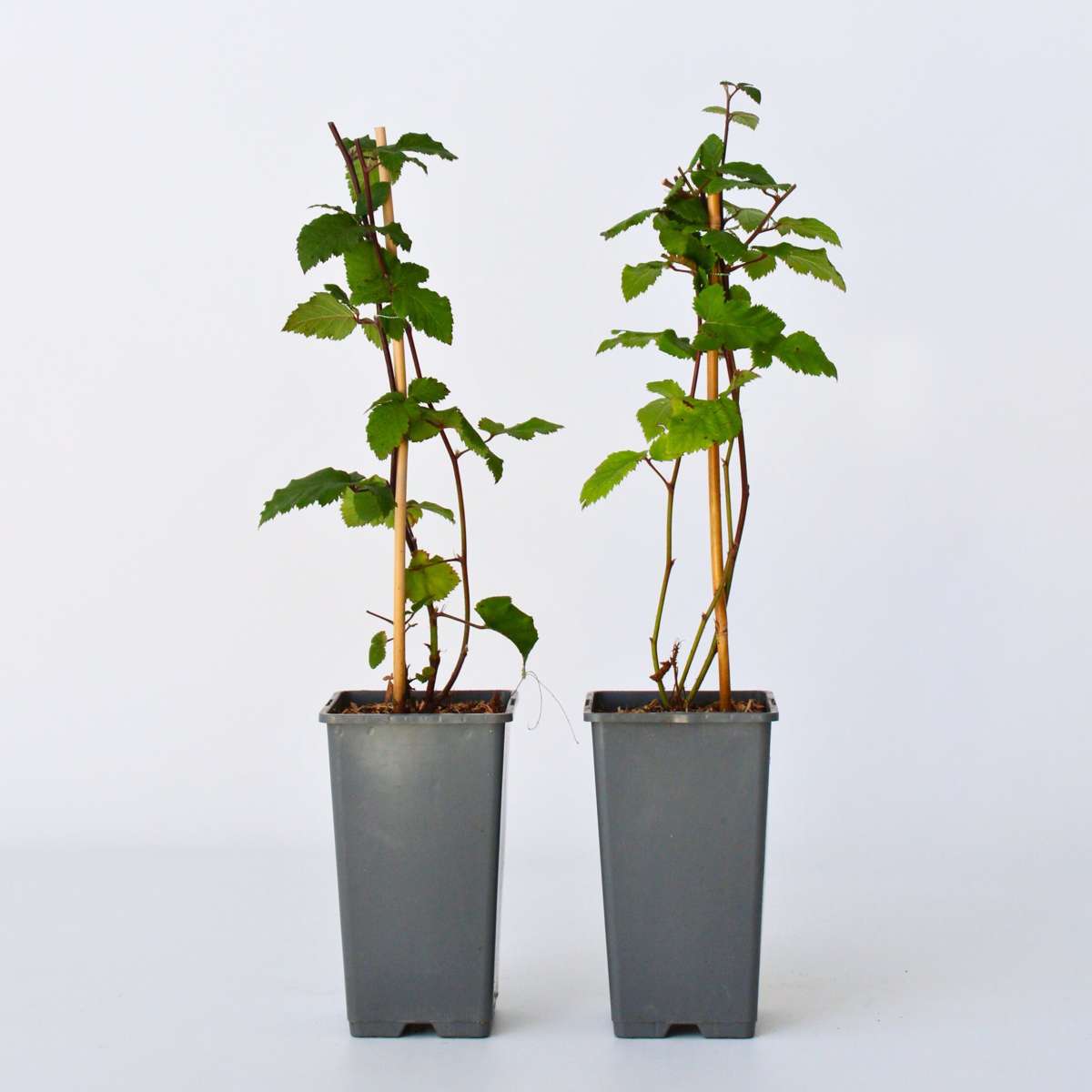 Florastore Brombeerpflanzen - 2 Stk - Rubus Fruticosus 'Thornfree' - Höhe 50-60Cm - ⌀15Cm