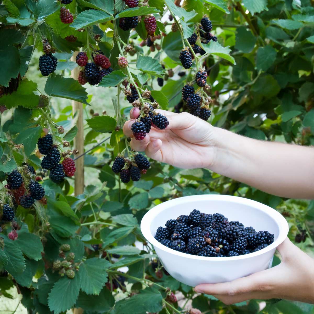 Florastore Brombeerpflanzen - 2 Stk - Rubus Fruticosus 'Thornfree' - Höhe 50-60Cm - ⌀15Cm