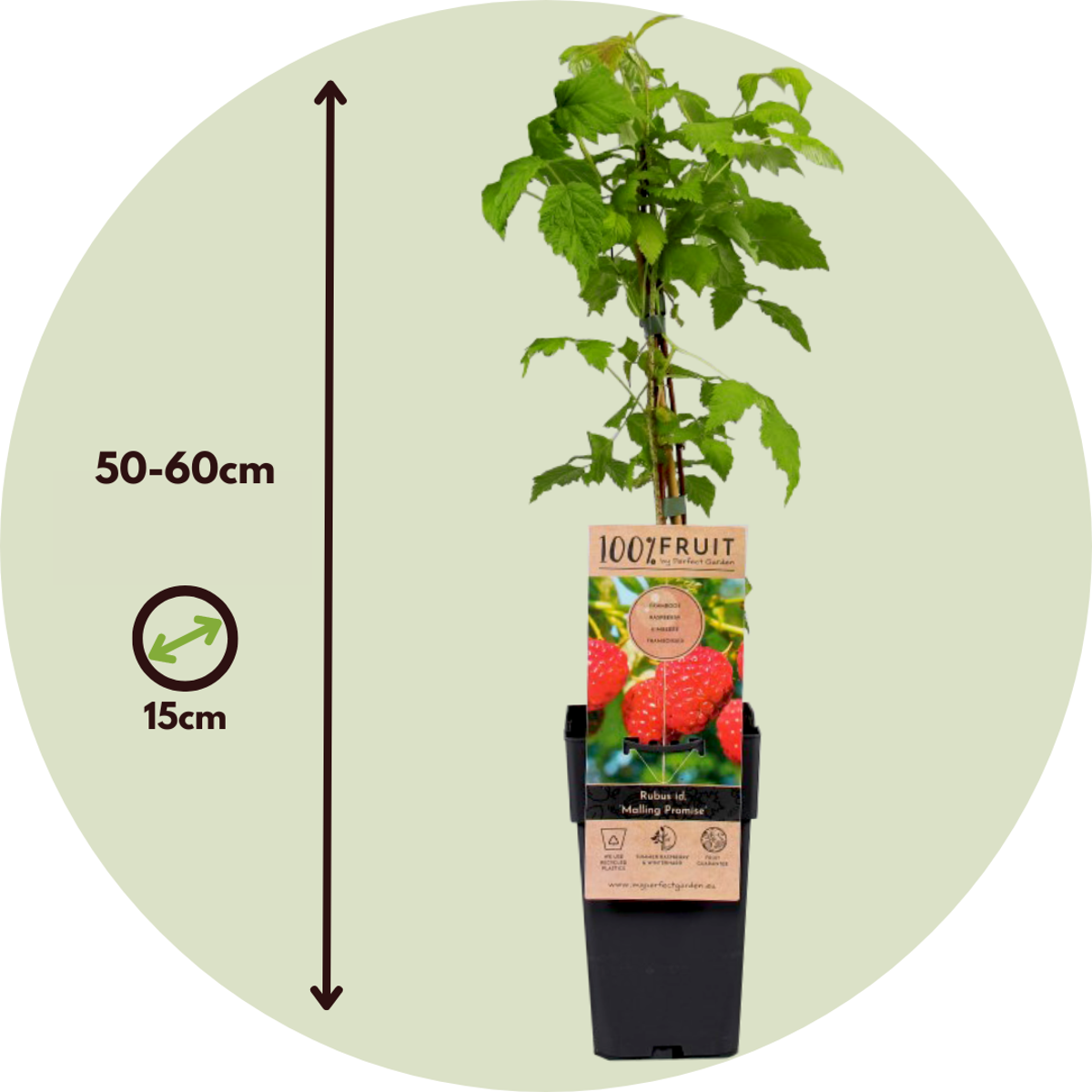 Florastore Himbeerpflanze - 4 Stk - Rubus Idaeus 'Malling Promise' - Höhe 50-60Cm - ⌀15Cm