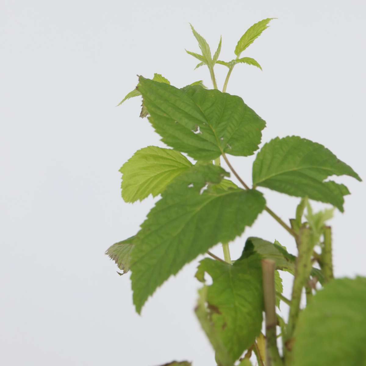 Florastore Himbeerpflanze - 4 Stk - Rubus Idaeus 'Malling Promise' - Höhe 50-60Cm - ⌀15Cm