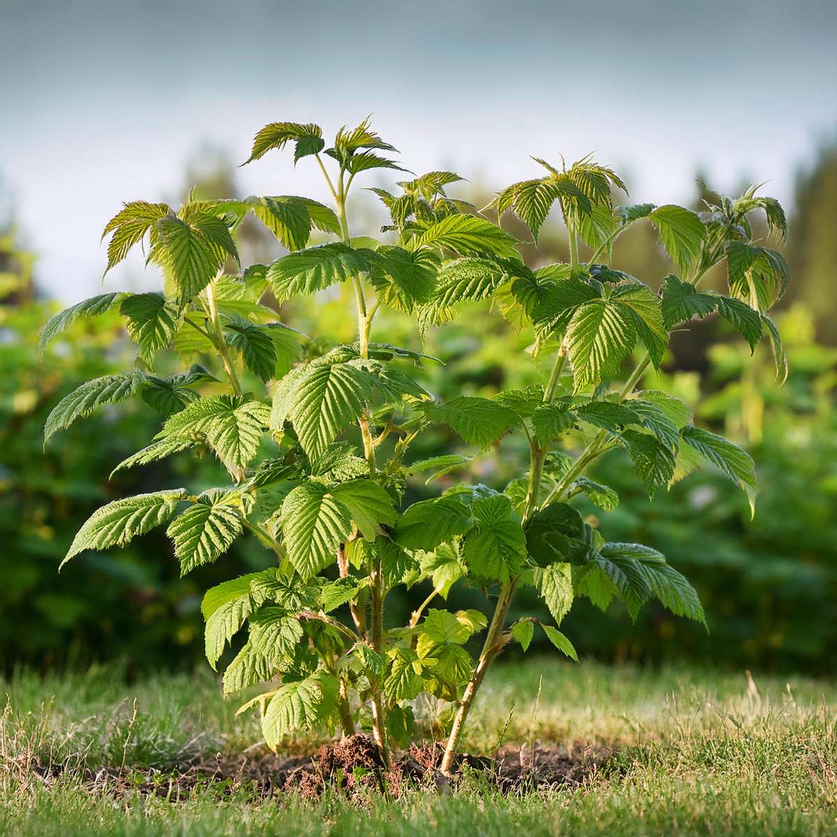Florastore Himbeerpflanze - 4 Stk - Rubus Idaeus 'Malling Promise' - Höhe 50-60Cm - ⌀15Cm
