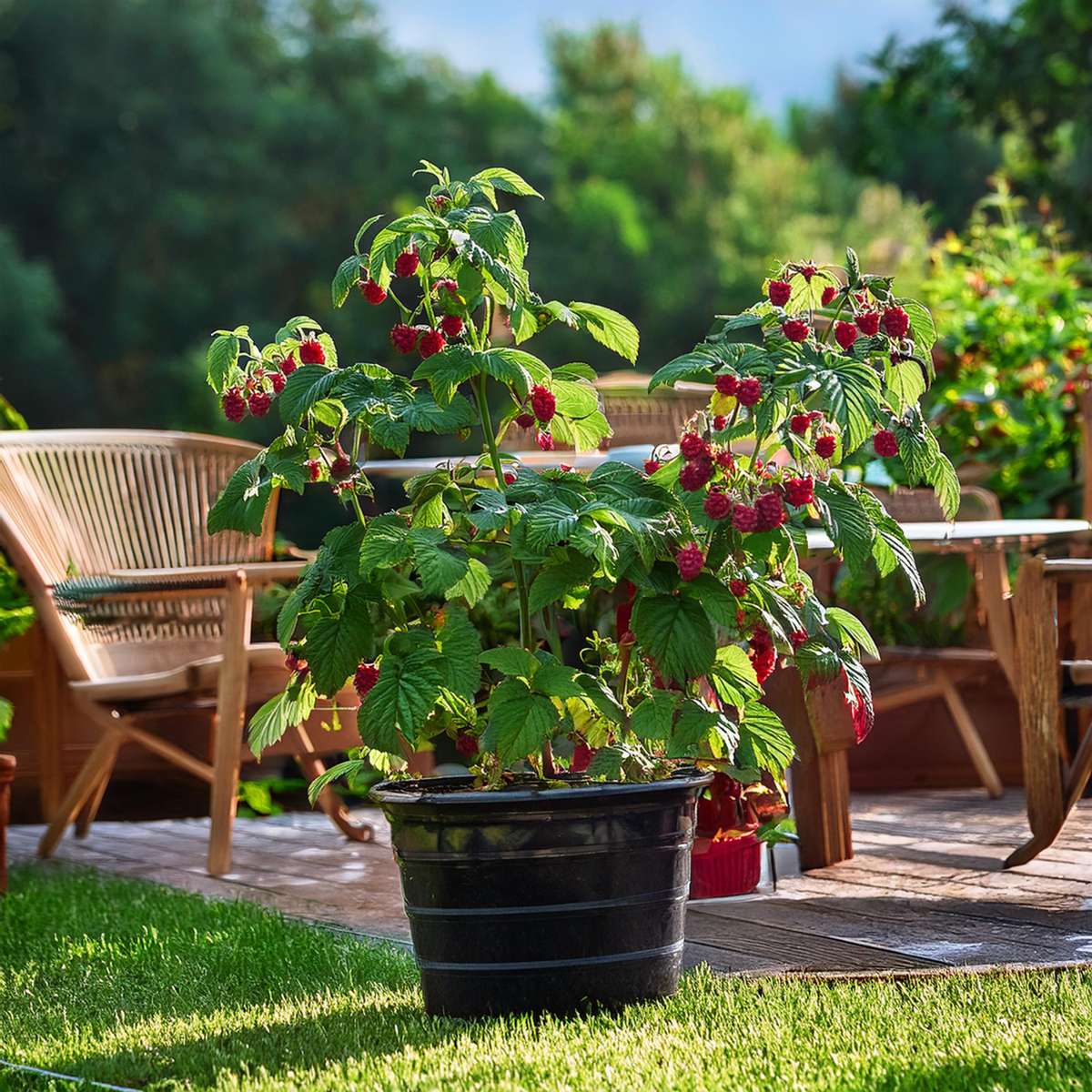 Florastore Himbeerpflanze - 4 Stk - Rubus Idaeus 'Malling Promise' - Höhe 50-60Cm - ⌀15Cm