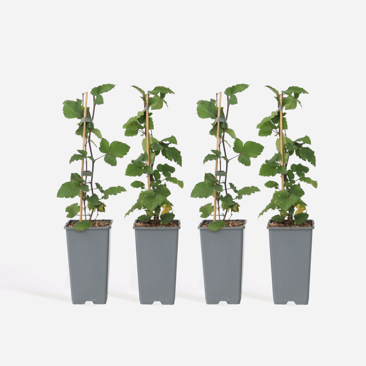 Florastore Rote Johannisbeere - 4 Stk - Ribes Rubrum 'J. Van Tets' - Höhe 50-60Cm - ⌀15Cm