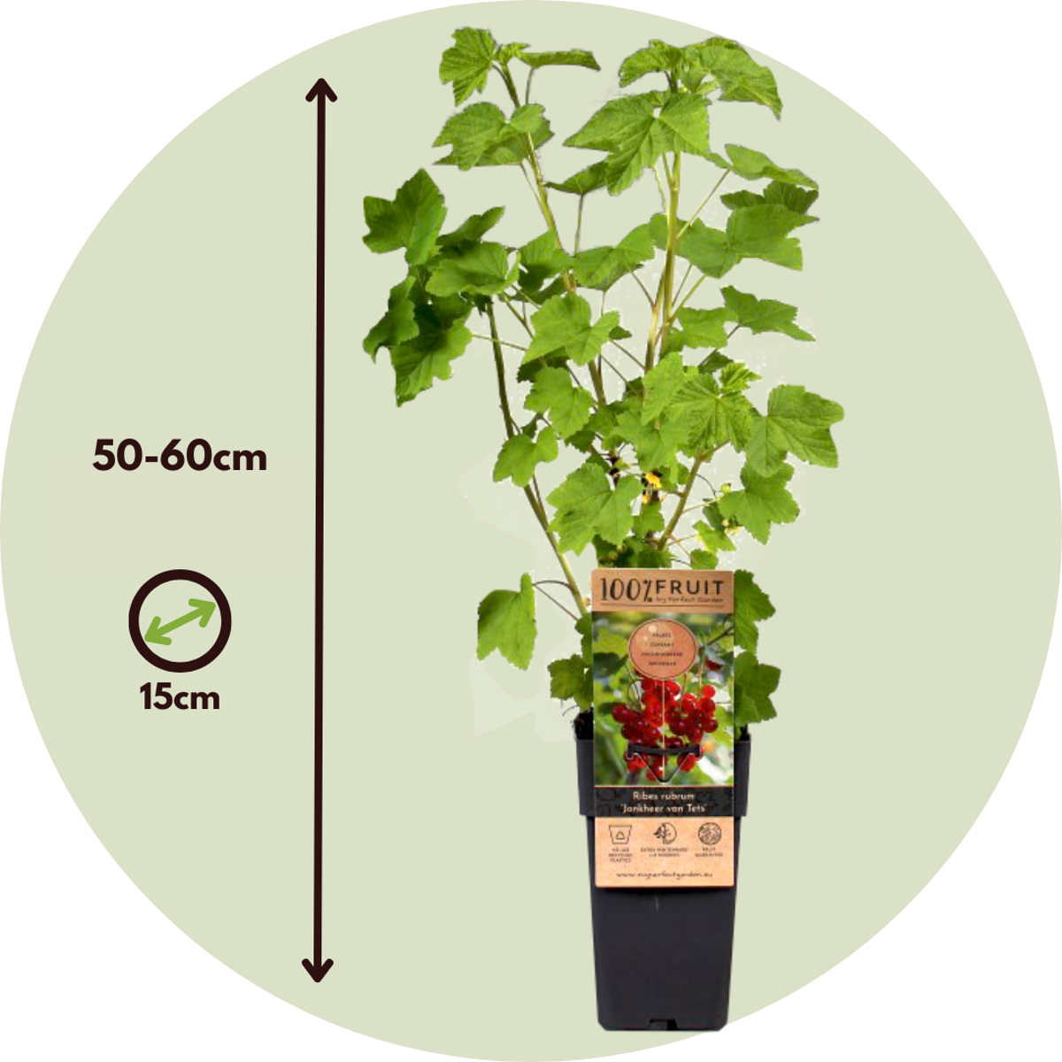 Florastore Rote Johannisbeere - 4 Stk - Ribes Rubrum 'J. Van Tets' - Höhe 50-60Cm - ⌀15Cm