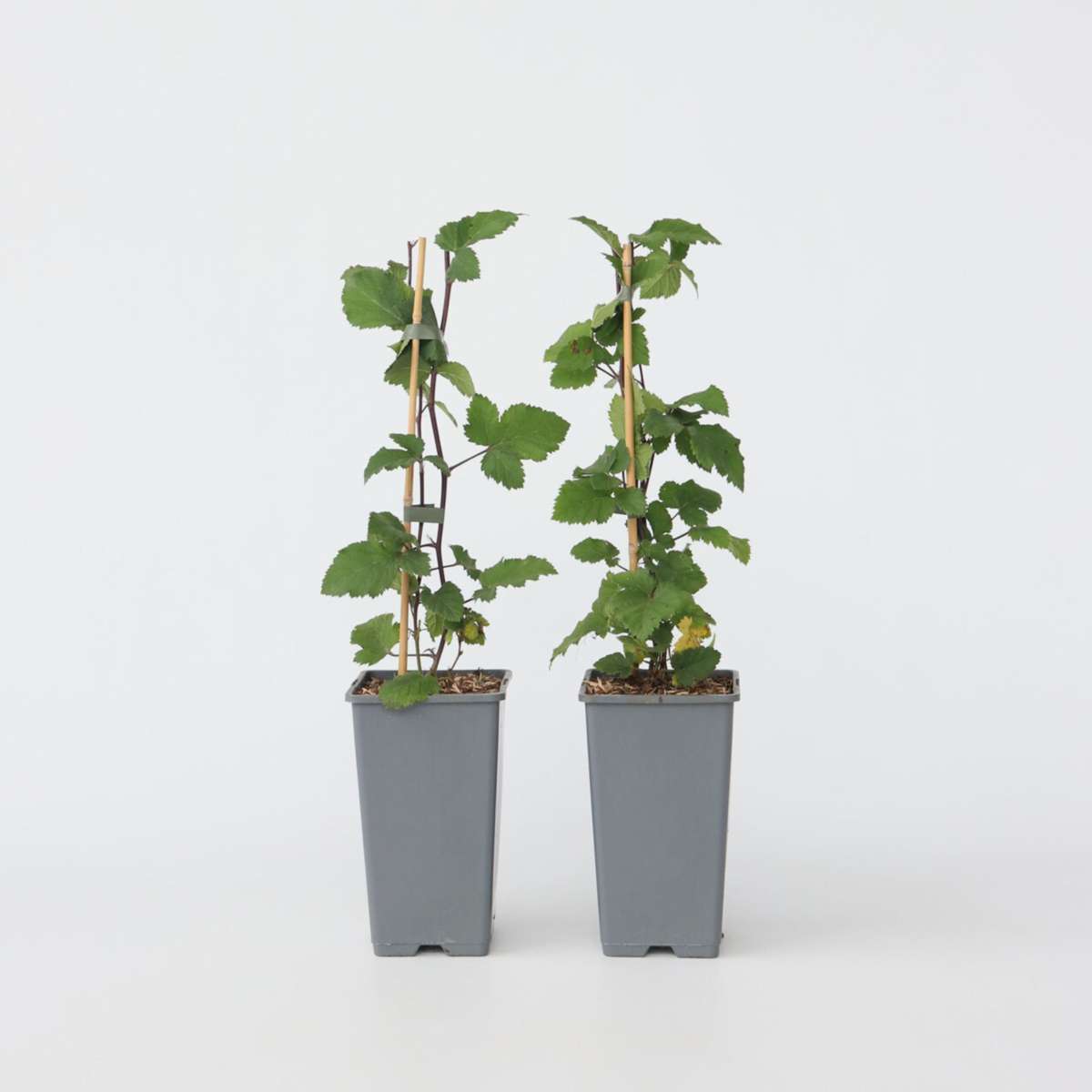 Florastore Rote Johannisbeere - 2 Stk - Ribes Rubrum 'J. Van Tets' - Höhe 50-60Cm - ⌀15Cm