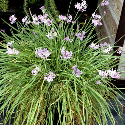 Florastore Knobikraut - 6 Stk - Tulbaghia Violacea - Höhe 15-25Cm - ⌀9Cm