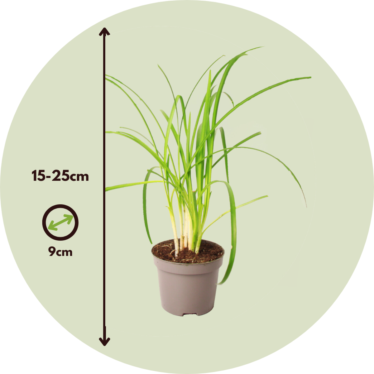 Florastore Knobikraut - 6 Stk - Tulbaghia Violacea - Höhe 15-25Cm - ⌀9Cm