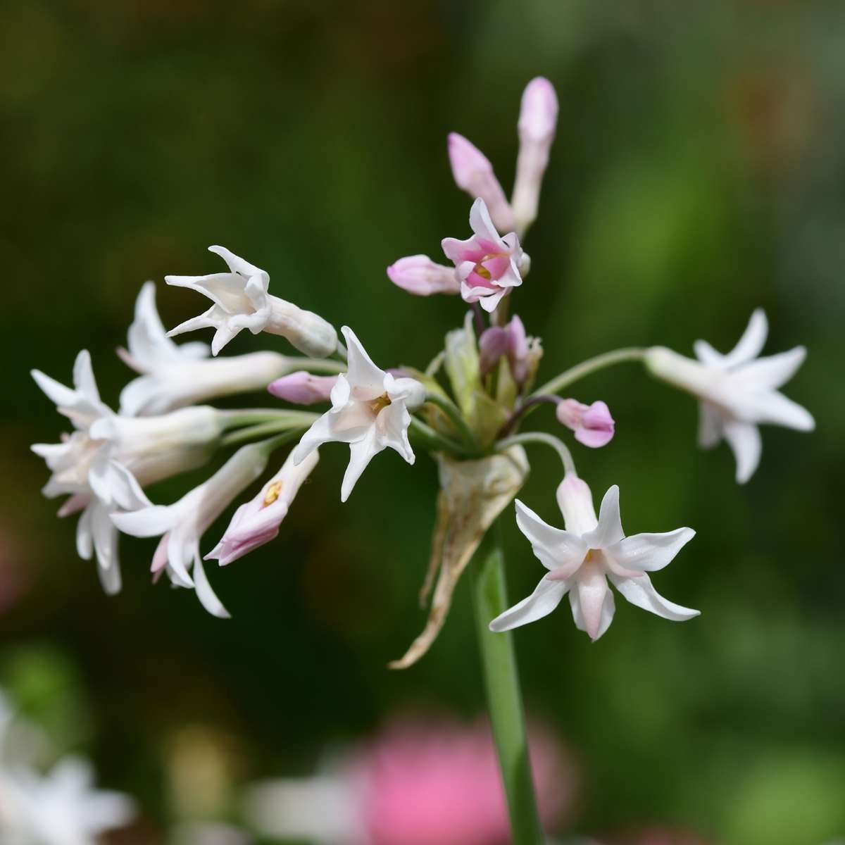 Florastore Knobikraut - 6 Stk - Tulbaghia Violacea - Höhe 15-25Cm - ⌀9Cm