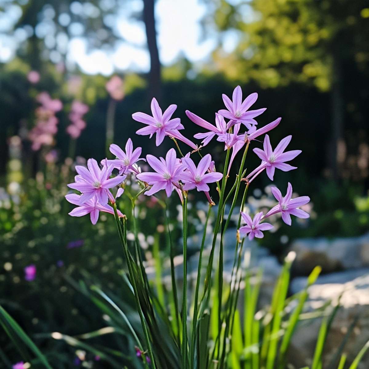 Florastore Knobikraut - 6 Stk - Tulbaghia Violacea - Höhe 15-25Cm - ⌀9Cm