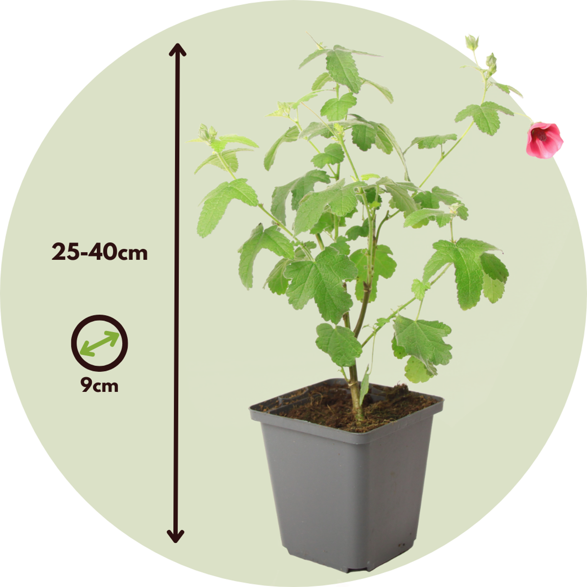 Florastore Kapmalve - 3 Stk - Anisodontea Capensis 'El Rayo' - Höhe 25-40Cm - ⌀9Cm