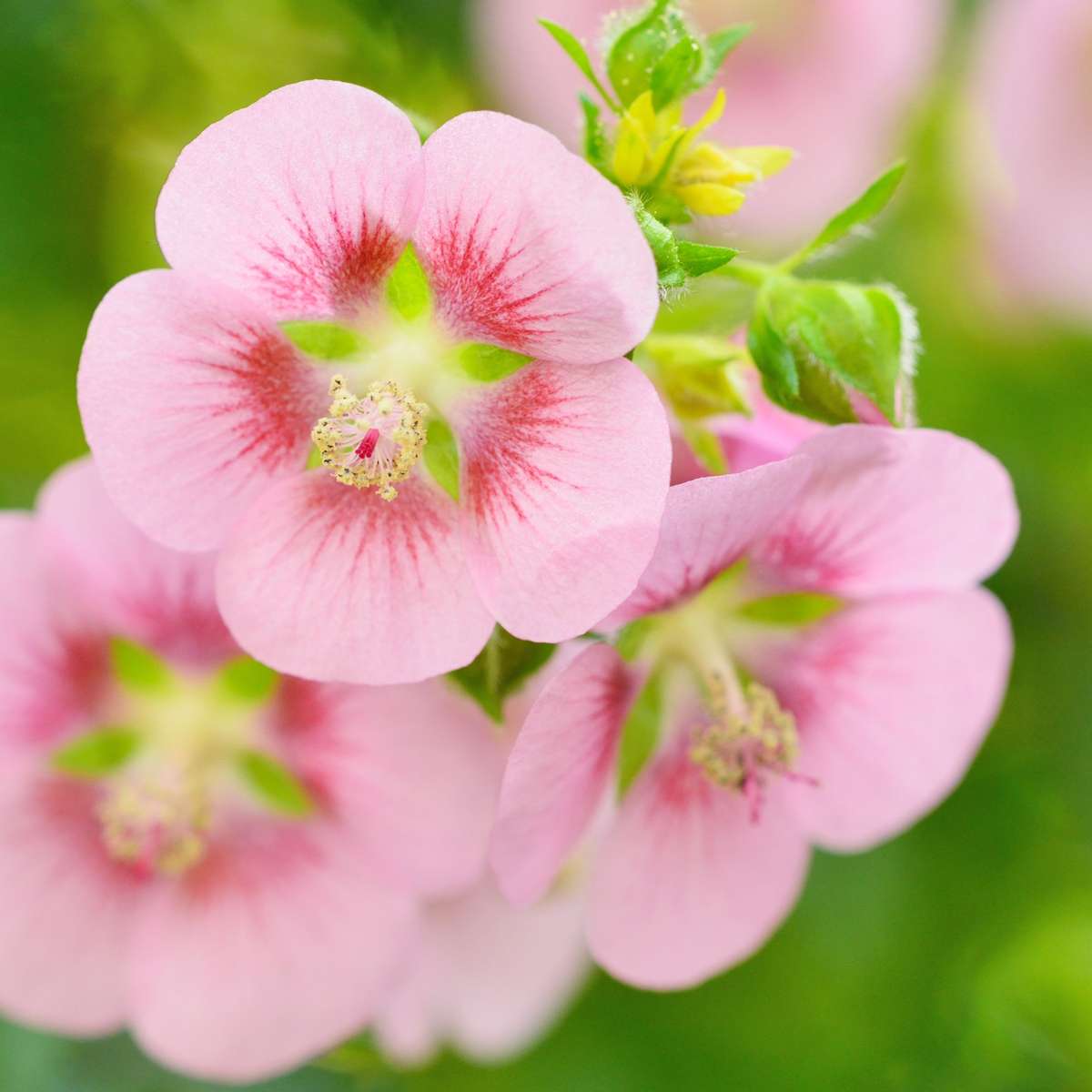 Florastore Kapmalve - 3 Stk - Anisodontea Capensis 'El Rayo' - Höhe 25-40Cm - ⌀9Cm