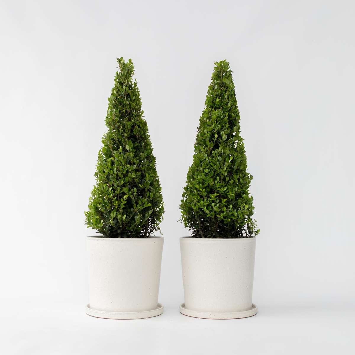 Florastore Japanische Stechpalme - 2 Stk - Ilex Crenata 'Jenny' - Höhe 55-65Cm - ⌀21Cm