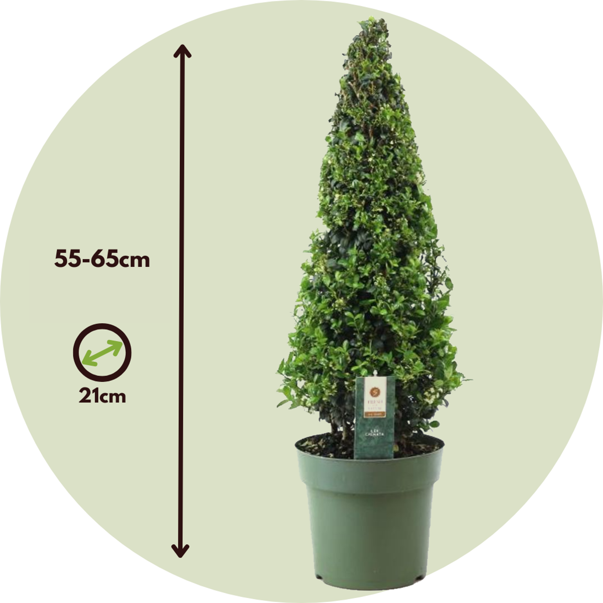 Florastore Japanische Stechpalme - 2 Stk - Ilex Crenata 'Jenny' - Höhe 55-65Cm - ⌀21Cm