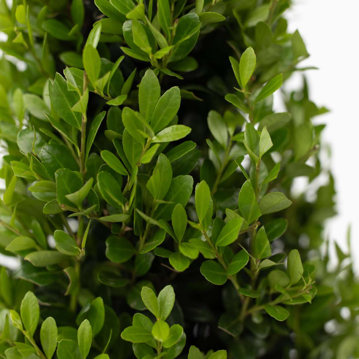 Florastore Japanische Stechpalme - 2 Stk - Ilex Crenata 'Jenny' - Höhe 55-65Cm - ⌀21Cm