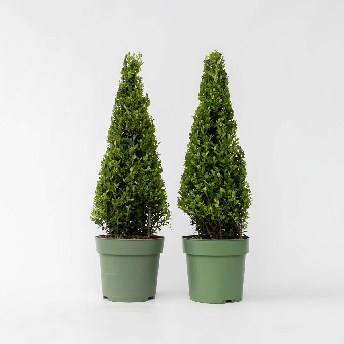 Florastore Japanische Stechpalme - 2 Stk - Ilex Crenata 'Jenny' - Höhe 55-65Cm - ⌀21Cm