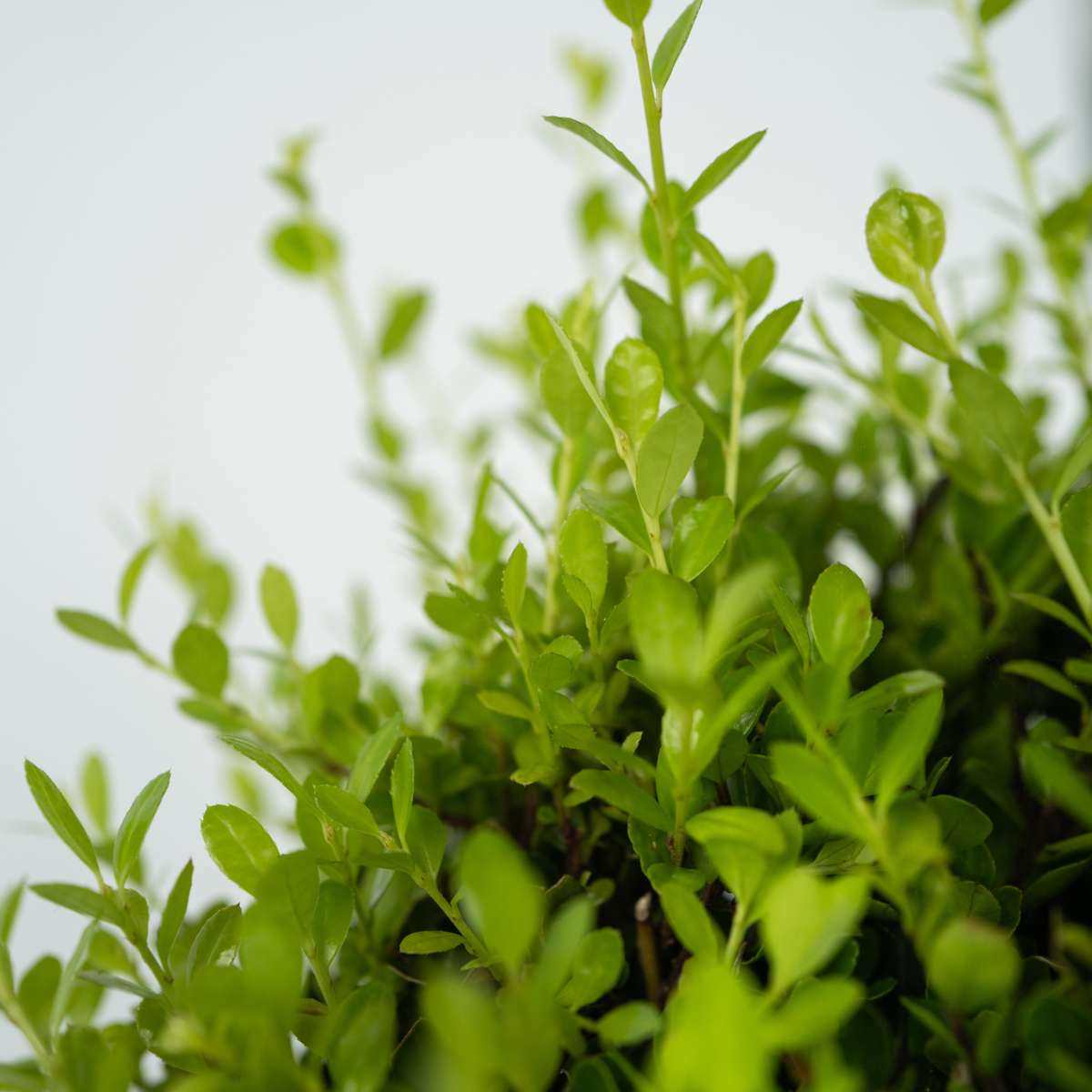 Florastore Japanische Stechpalme - Ilex Crenata 'Jenny' - Höhe 55-65Cm - ⌀21Cm