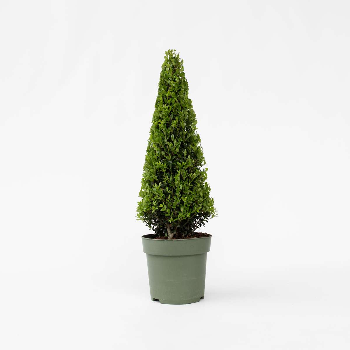 Florastore Japanische Stechpalme - Ilex Crenata 'Jenny' - Höhe 55-65Cm - ⌀21Cm
