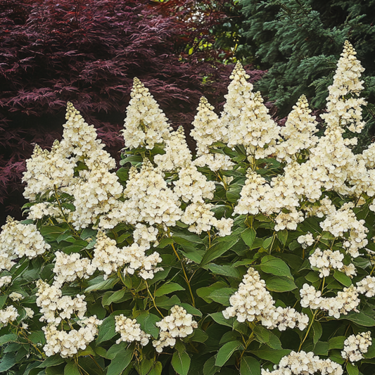 Florastore Hortensie - Hydrangea Paniculata 'Candlelight' - Höhe 25-40Cm - ⌀19Cm