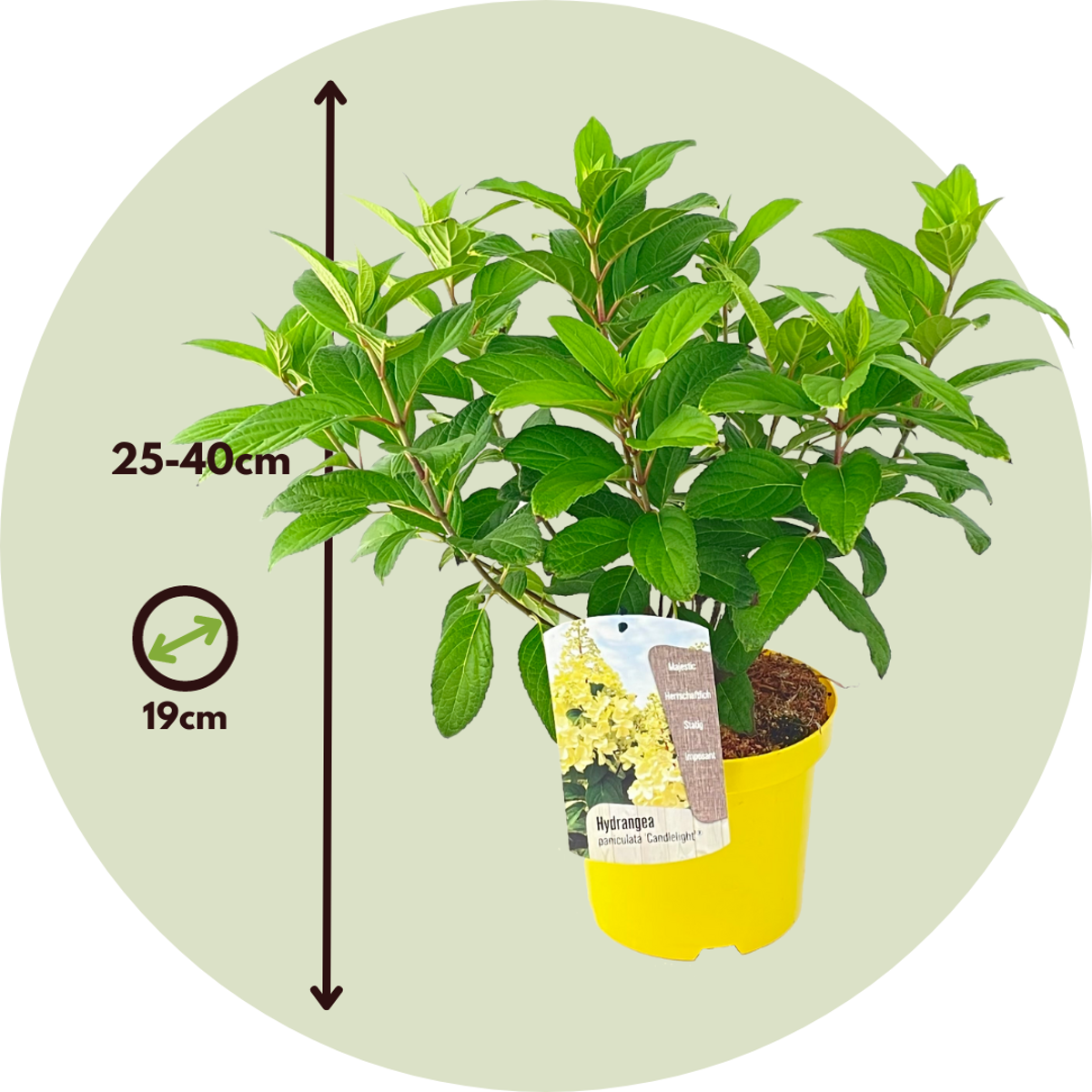 Florastore Hortensie - Hydrangea Paniculata 'Candlelight' - Höhe 25-40Cm - ⌀19Cm