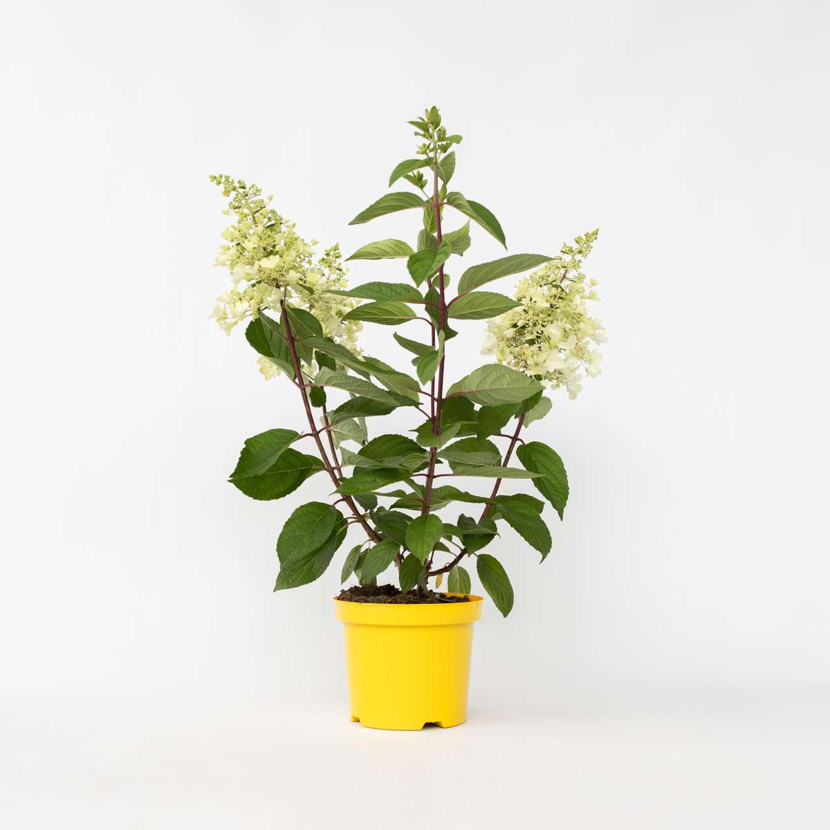Florastore Hortensie - Hydrangea Paniculata 'Candlelight' - Höhe 25-40Cm - ⌀19Cm
