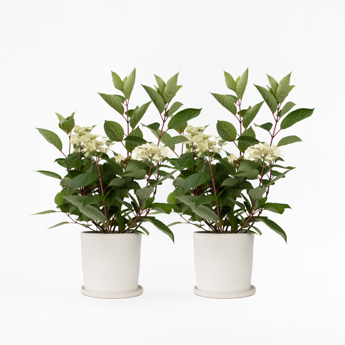 Florastore Hortensie - 2 Stk - Hydrangea Paniculata 'Early Harry' - Höhe 25-40Cm - ⌀19Cm