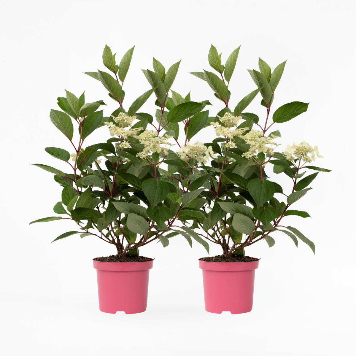 Florastore Hortensie - 2 Stk - Hydrangea Paniculata 'Early Harry' - Höhe 25-40Cm - ⌀19Cm