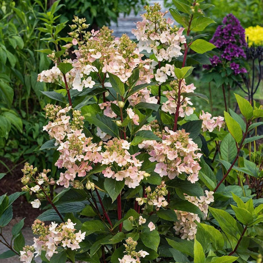 Florastore Hortensie - Hydrangea Paniculata 'Early Harry' - Höhe 25-40Cm - ⌀19Cm