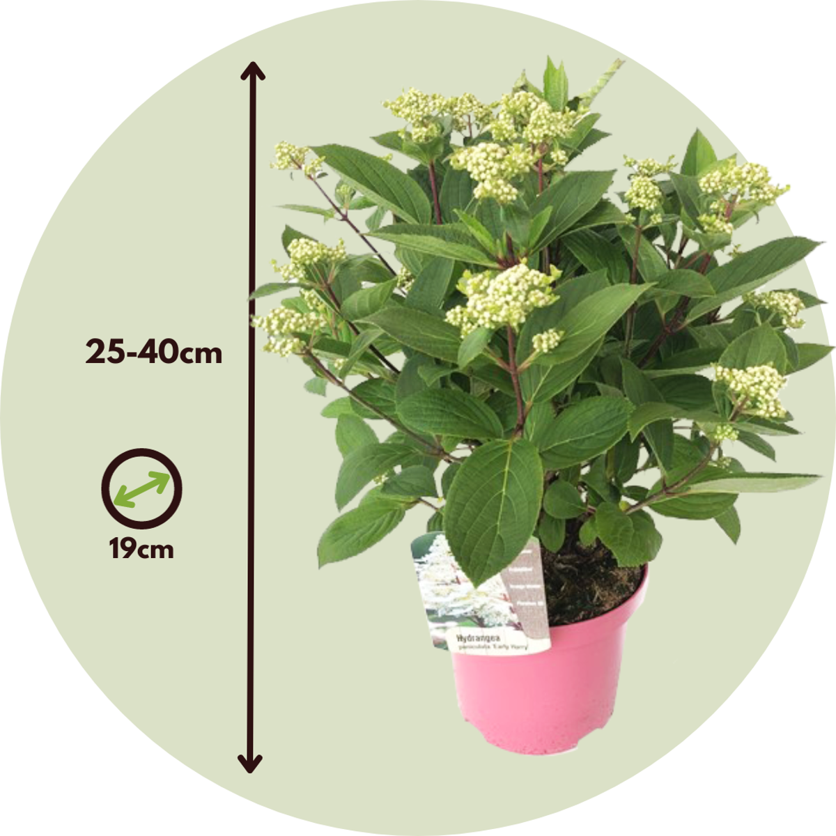 Florastore Hortensie - Hydrangea Paniculata 'Early Harry' - Höhe 25-40Cm - ⌀19Cm