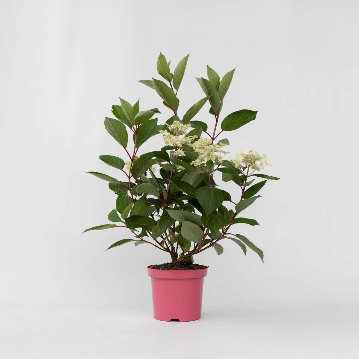 Florastore Hortensie - Hydrangea Paniculata 'Early Harry' - Höhe 25-40Cm - ⌀19Cm