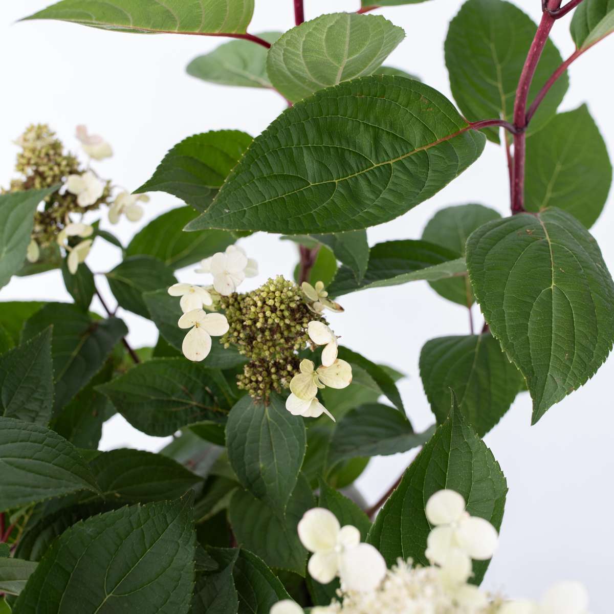 Florastore Hortensie - Hydrangea Paniculata 'Early Harry' - Höhe 25-40Cm - ⌀19Cm