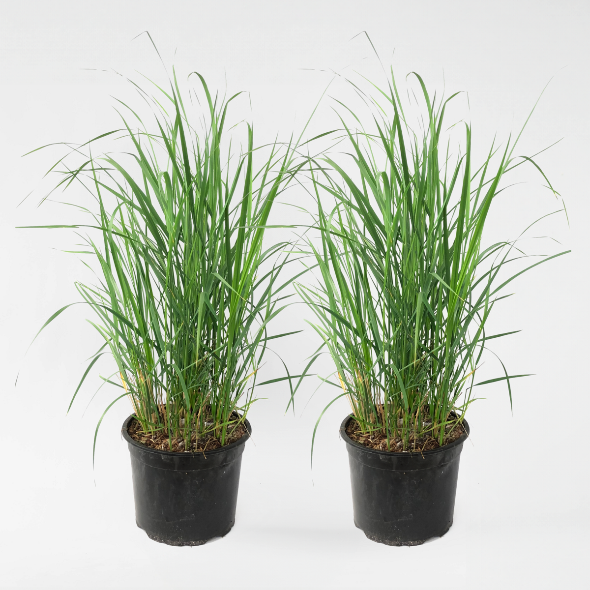 Florastore Reitgras - 2 Stk - Calamagrostis 'Karl Foerster' - Höhe 40-60Cm - ⌀23Cm