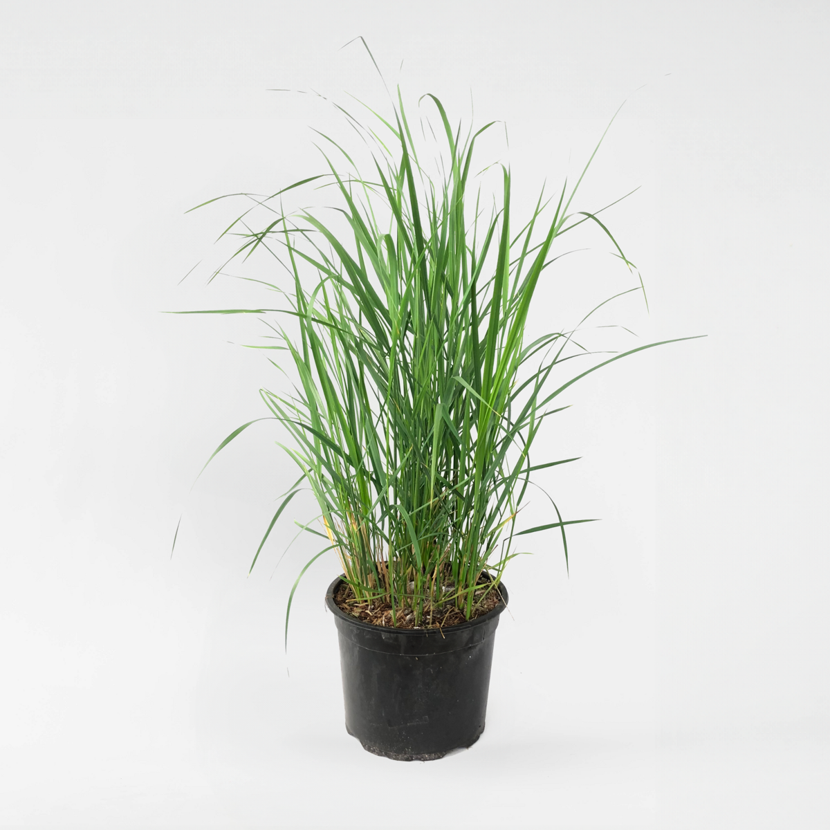 Florastore Reitgras - Calamagrostis 'Karl Foerster' - Höhe 40-60Cm - ⌀23Cm