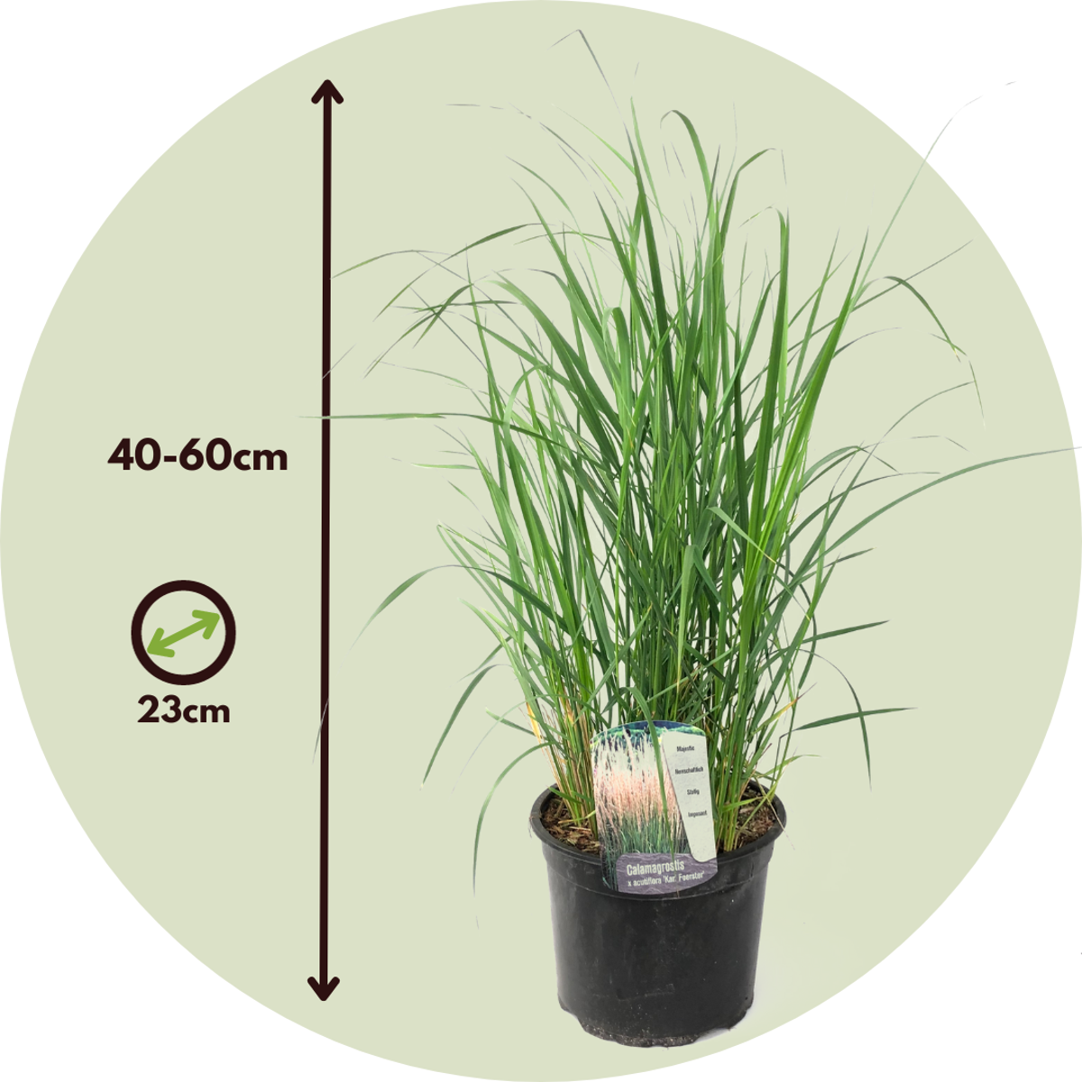 Florastore Reitgras - Calamagrostis 'Karl Foerster' - Höhe 40-60Cm - ⌀23Cm