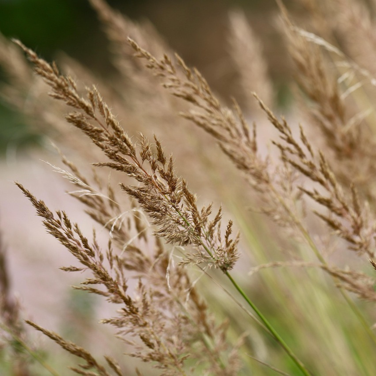 Florastore Reitgras - Calamagrostis 'Karl Foerster' - Höhe 40-60Cm - ⌀23Cm
