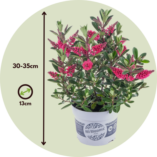 Florastore Strauchveronika - 6 Stk - Hebe All Blooms - Höhe 30-35Cm - ⌀13Cm