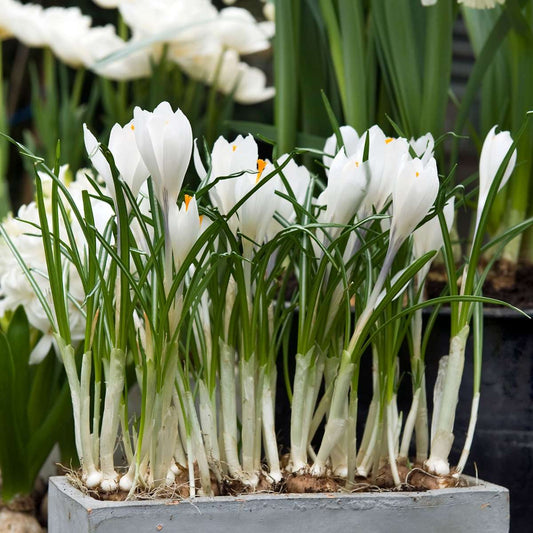 Florastore Krokuszwiebeln - 30 Stk - Crocus 'White' - Blumenzwiebeln - Weiß