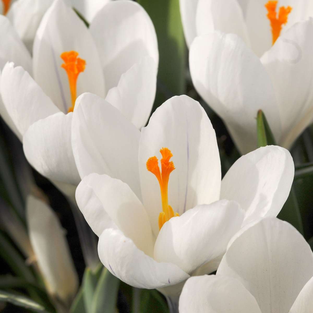 Florastore Krokuszwiebeln - 30 Stk - Crocus 'White' - Blumenzwiebeln - Weiß