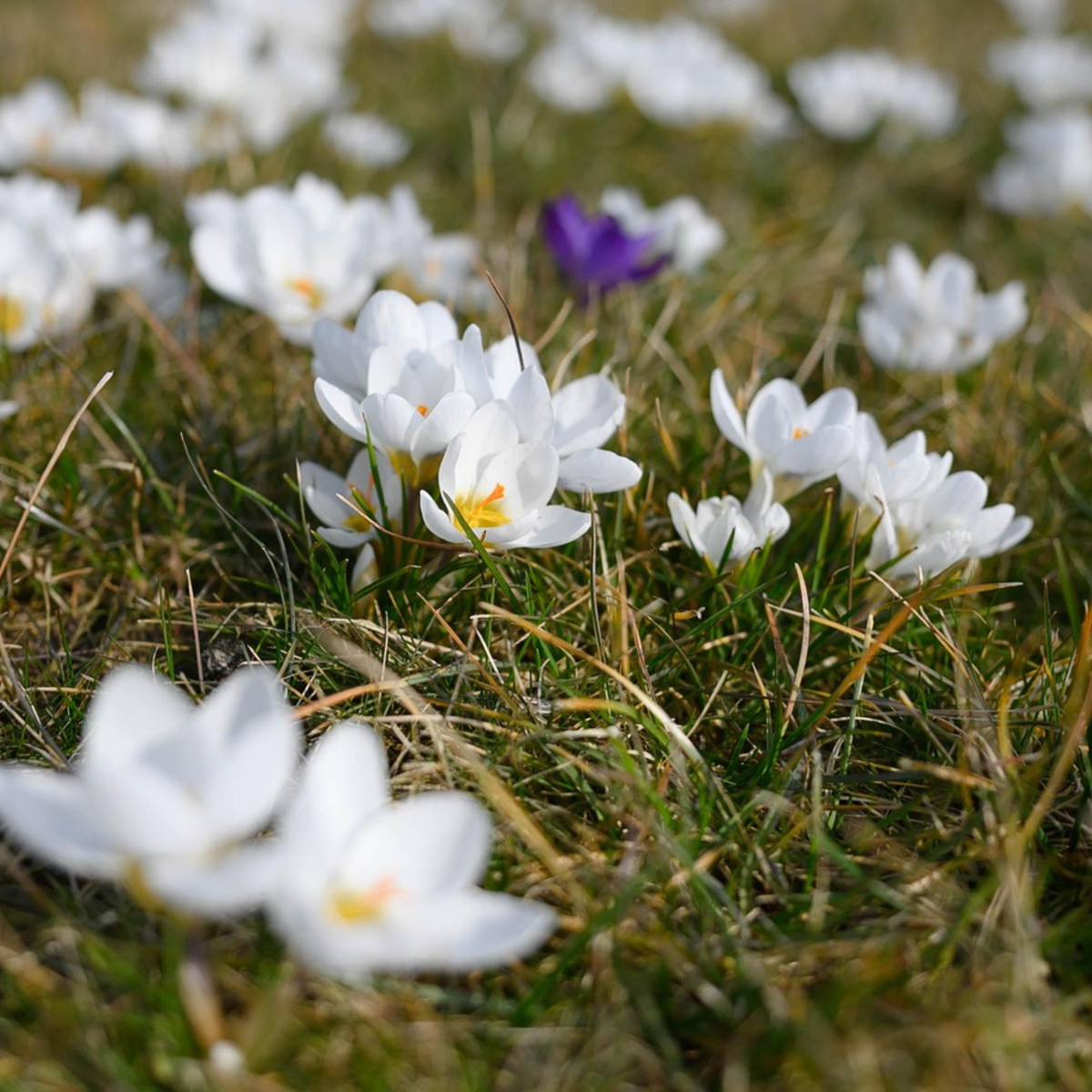 Florastore Krokuszwiebeln - 30 Stk - Crocus 'White' - Blumenzwiebeln - Weiß