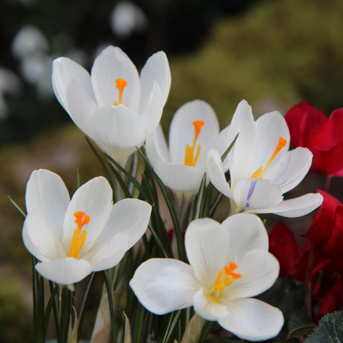 Florastore Krokuszwiebeln - 30 Stk - Crocus 'White' - Blumenzwiebeln - Weiß