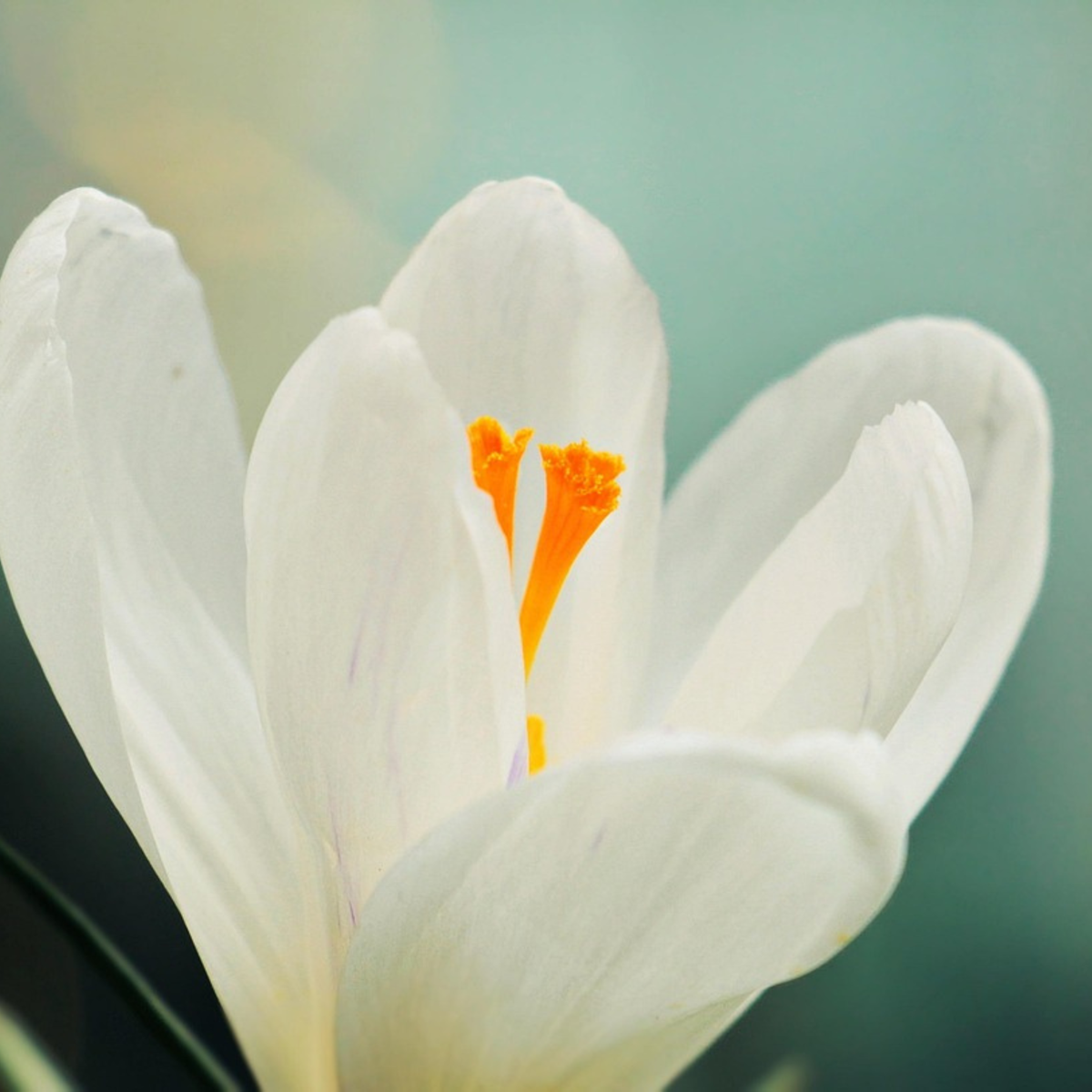Florastore Krokuszwiebeln - 30 Stk - Crocus 'White' - Blumenzwiebeln - Weiß