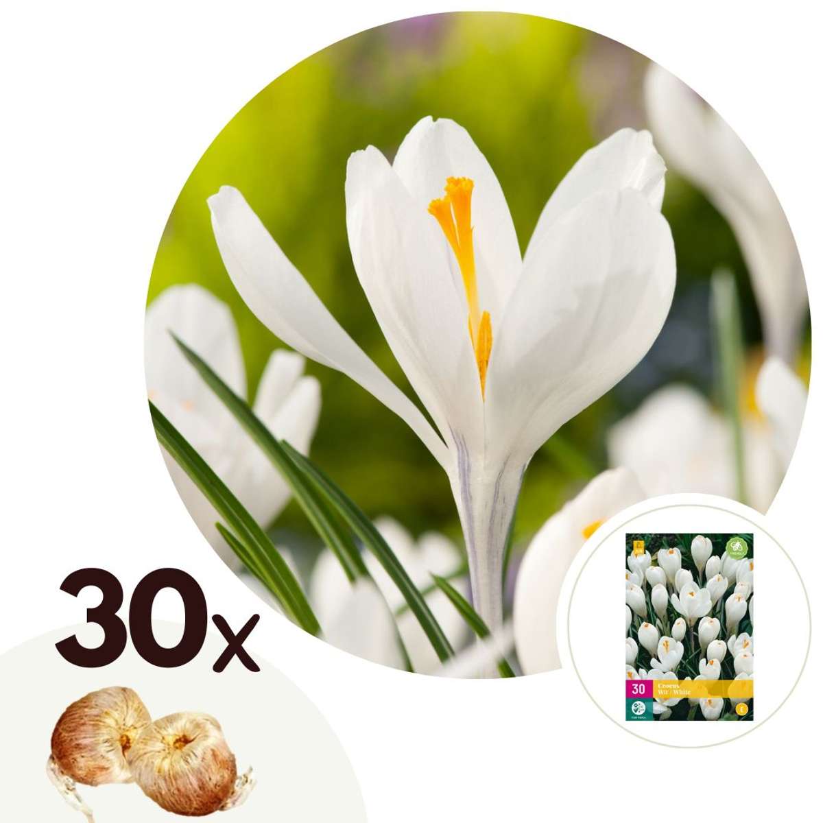 Florastore Krokuszwiebeln - 30 Stk - Crocus 'White' - Blumenzwiebeln - Weiß