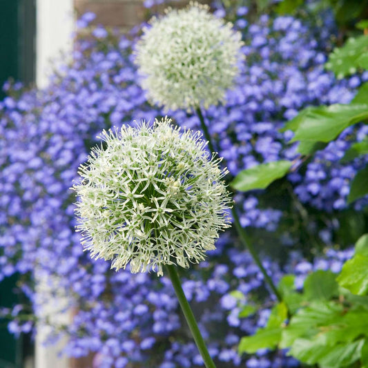Florastore Alliumzwiebeln - 3 Stk - Allium 'Mount Everest' - Blumenzwiebeln - Weiß