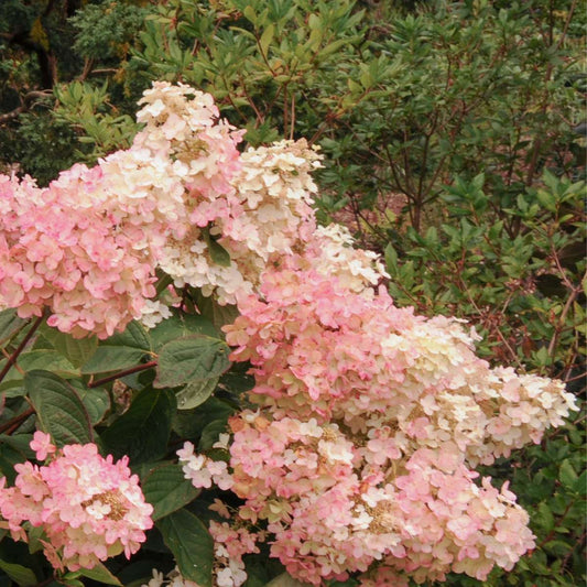 Florastore Hortensie - 3 Stk - Hydrangea Paniculata 'Pink Lady' - Höhe 25-40Cm - ⌀9Cm