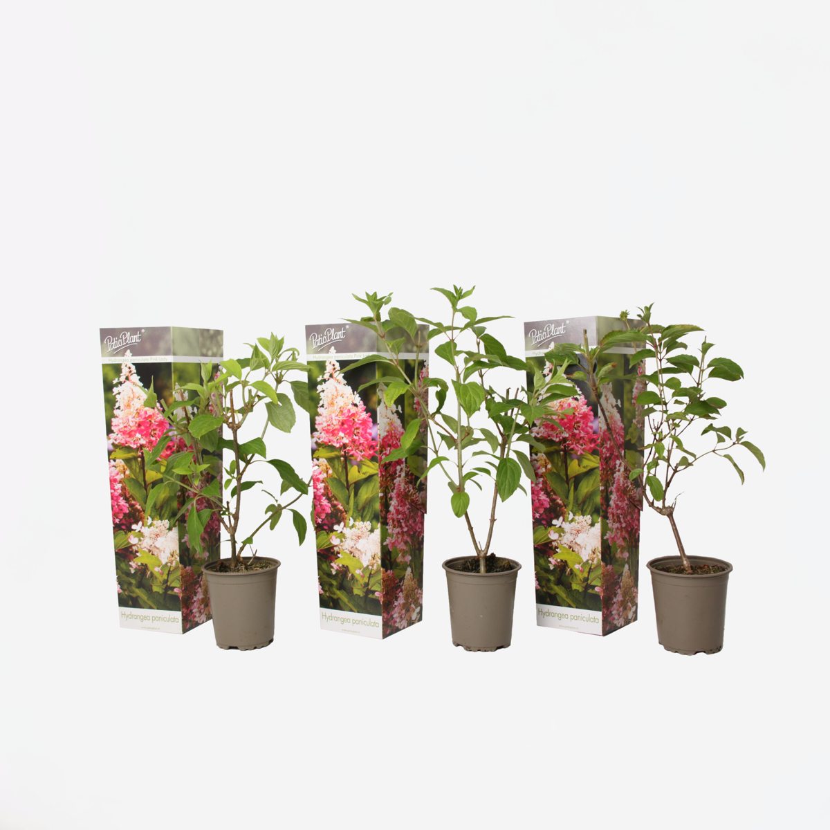 Florastore Hortensie - 3 Stk - Hydrangea Paniculata 'Pink Lady' - Höhe 25-40Cm - ⌀9Cm