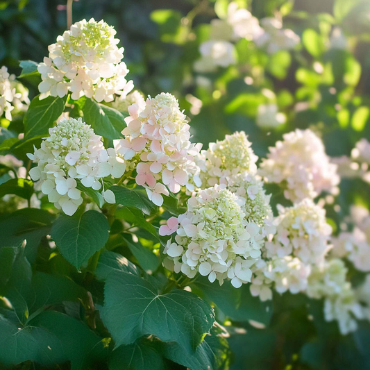 Florastore Hortensie - 3 Stk - Hydrangea Paniculata 'Phantom' - Höhe 25-40Cm - ⌀9Cm